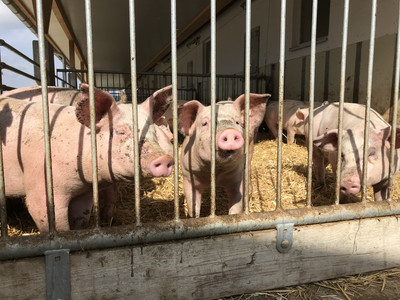 Fachtagung für Schweinehalter am 5. November 2021