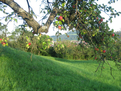 Erinnerung: Kommunales Obstbaumpflegeprogramm