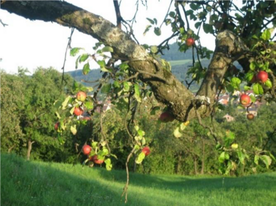 Kommunales Obstbaumpflegeprogramm